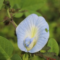 Clitoria ternatea L.